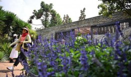 昆明植物园爆料视频最新,探秘神秘植物世界，揭秘珍稀物种之谜